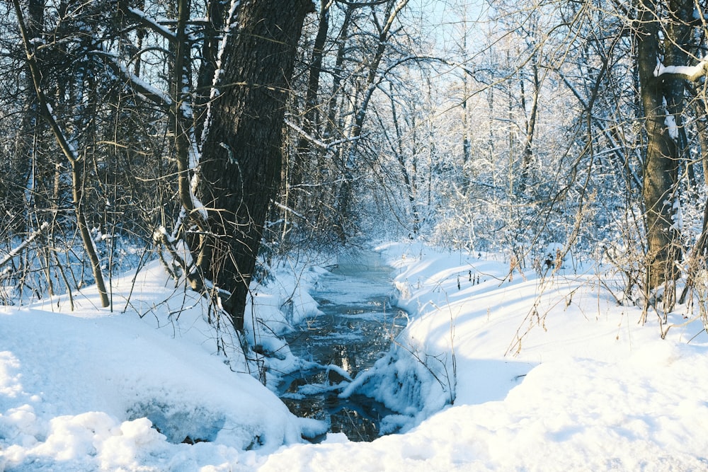 a stream running through a snow covered forest