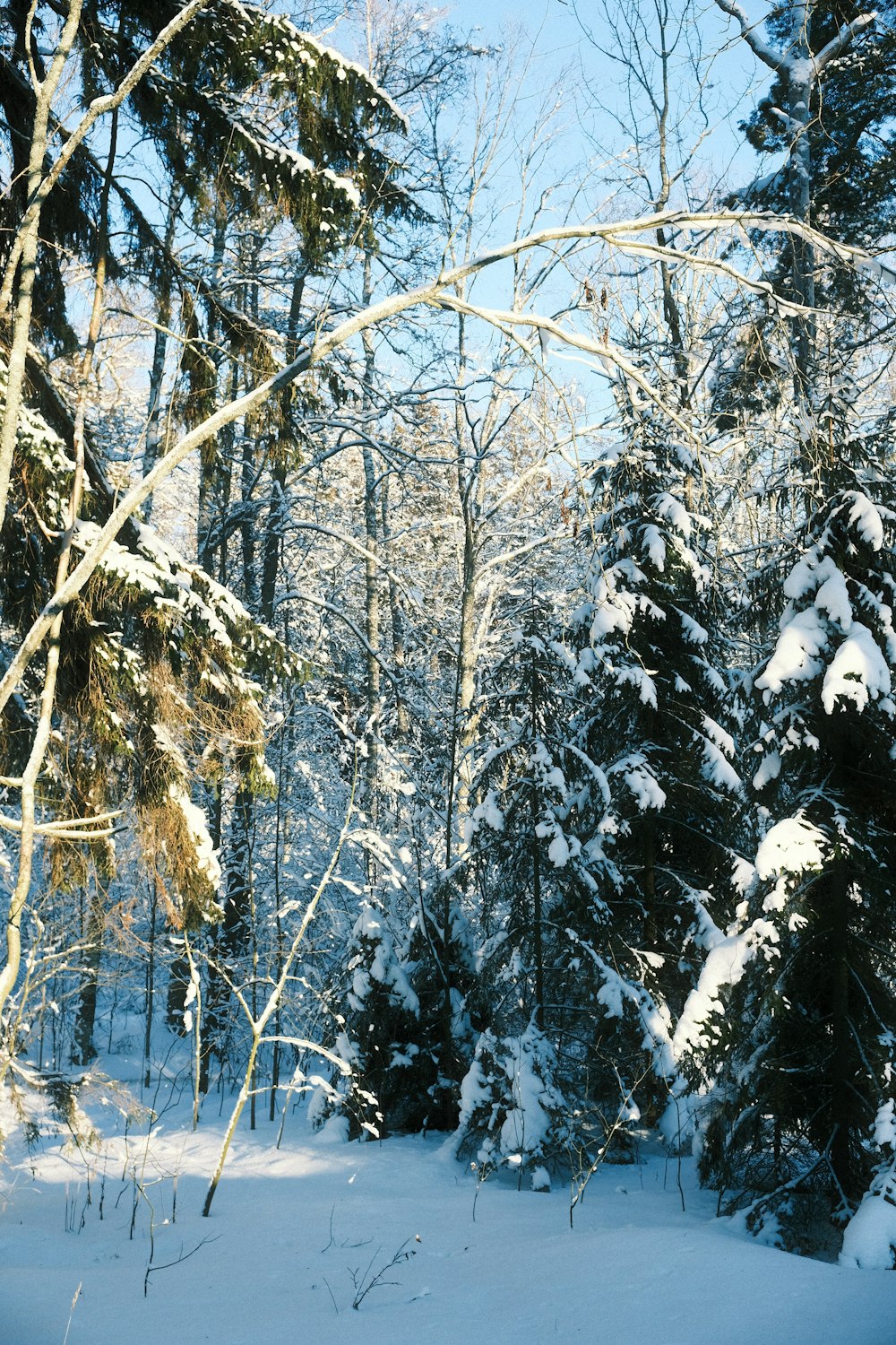 a snow covered forest filled with lots of trees