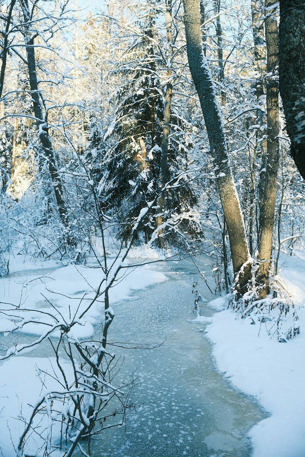 a stream running through a snow covered forest