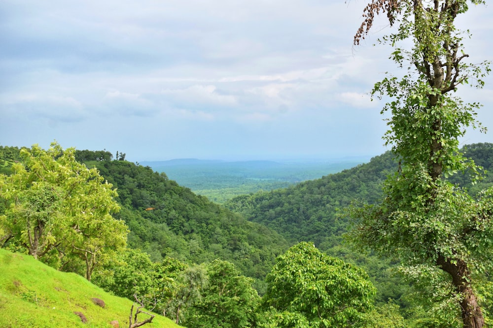 a lush green hillside covered in lots of trees