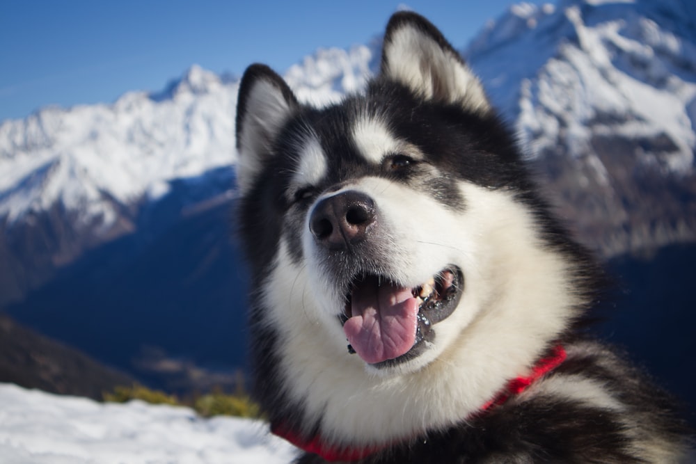 a black and white dog with a red collar in the snow