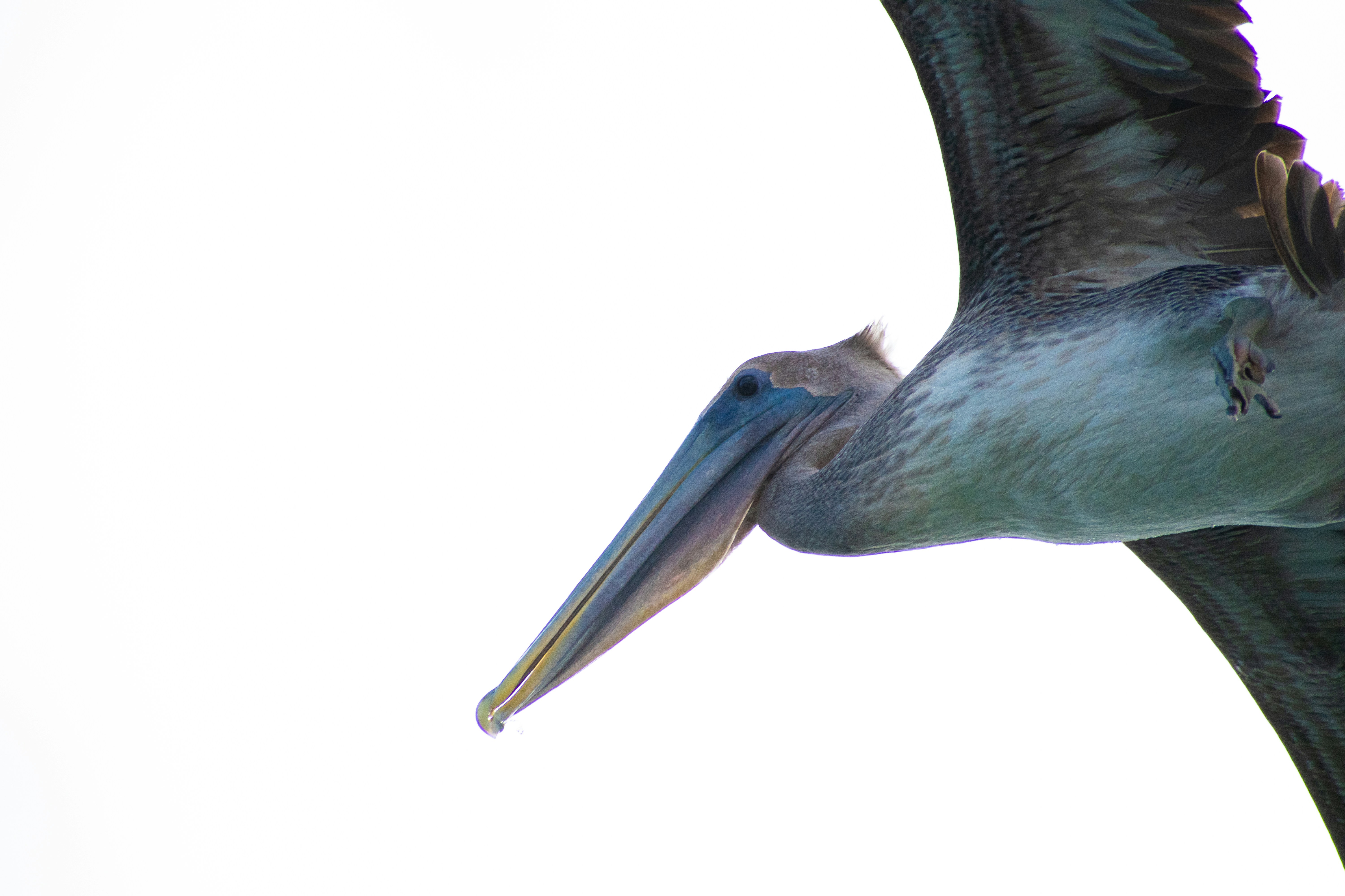 A bird with a long beak flying through the air photo – Free Grey Image ...