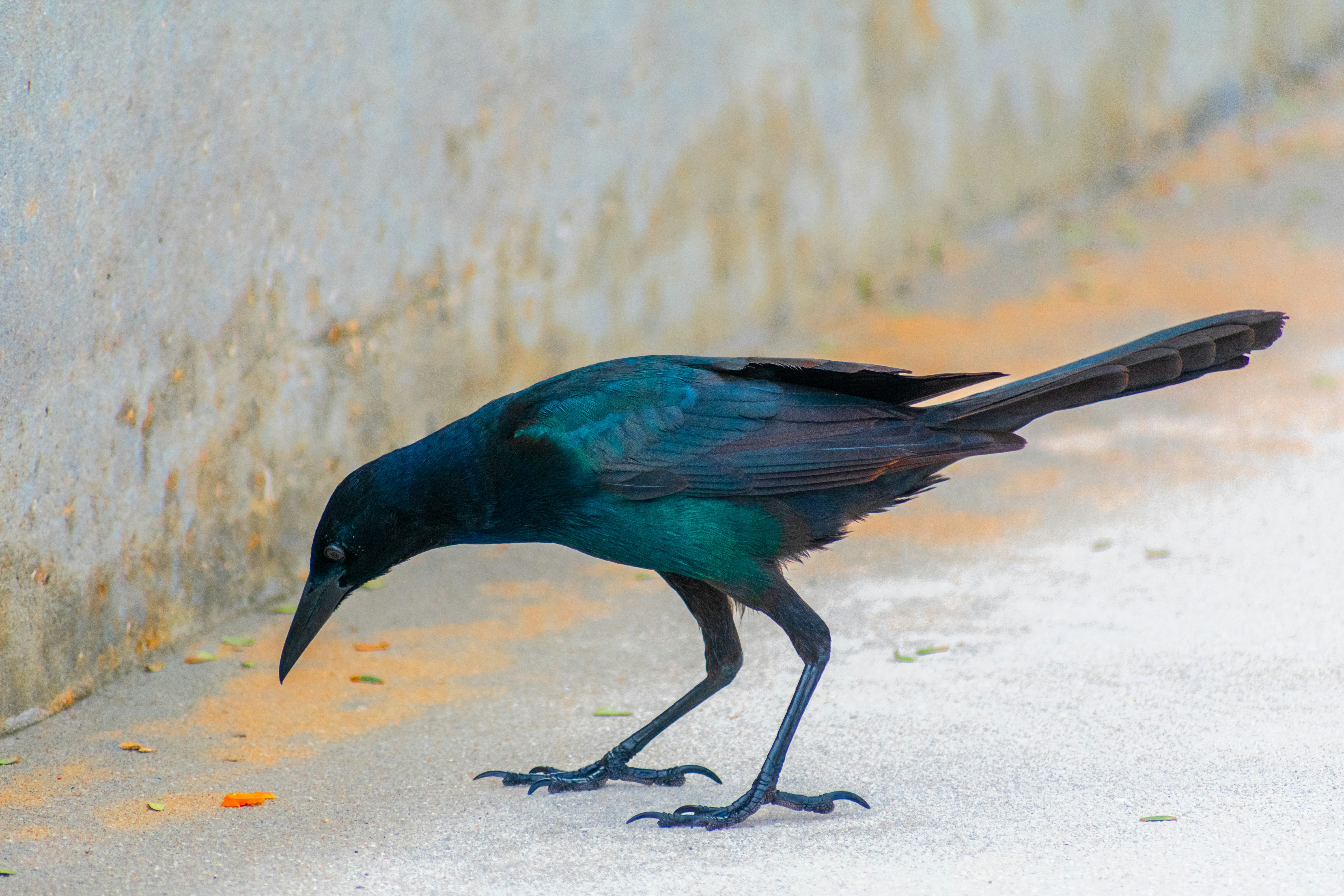 Photo by probablyrobin