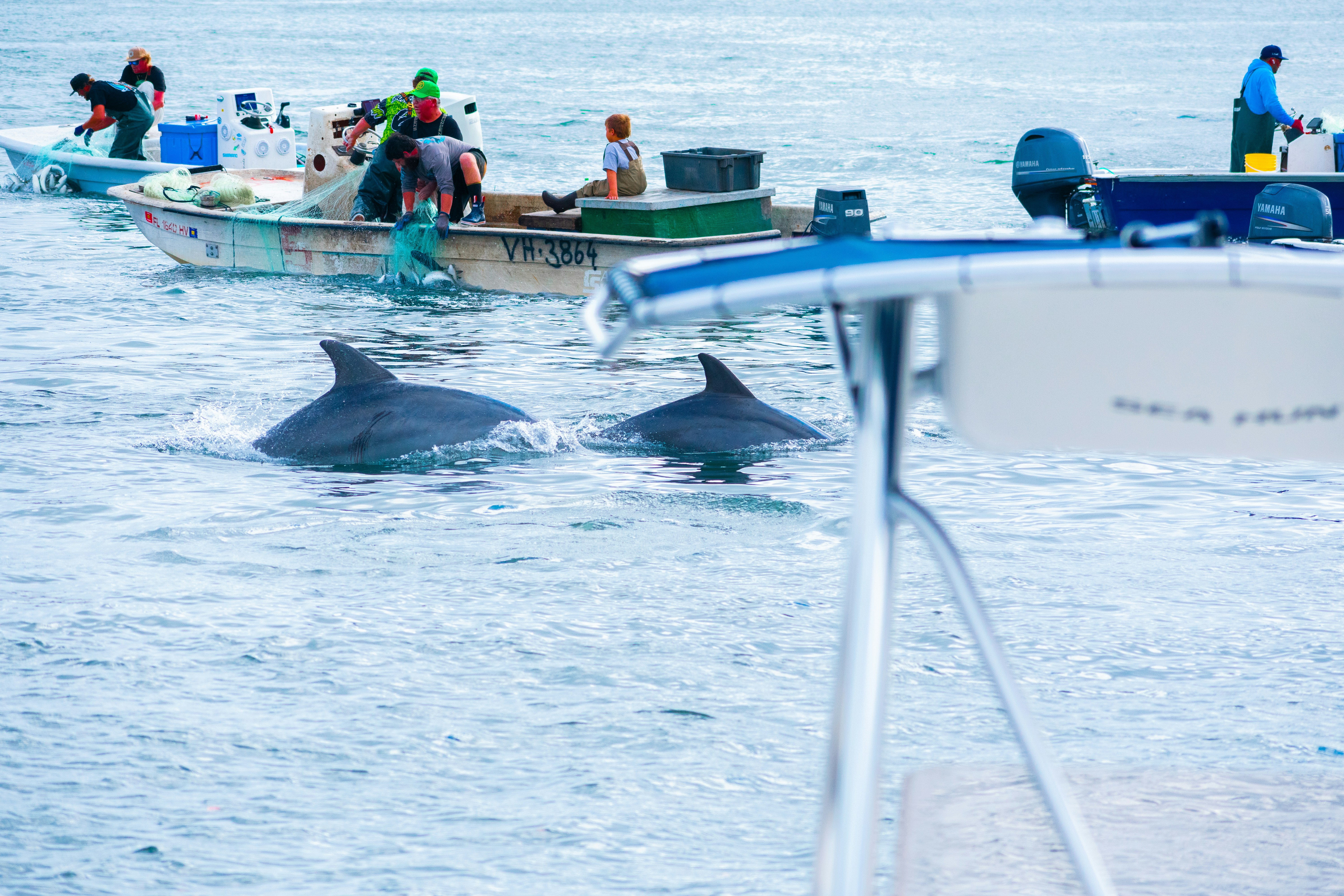 A couple of dolphins are swimming in the water photo – Free Dolphin ...