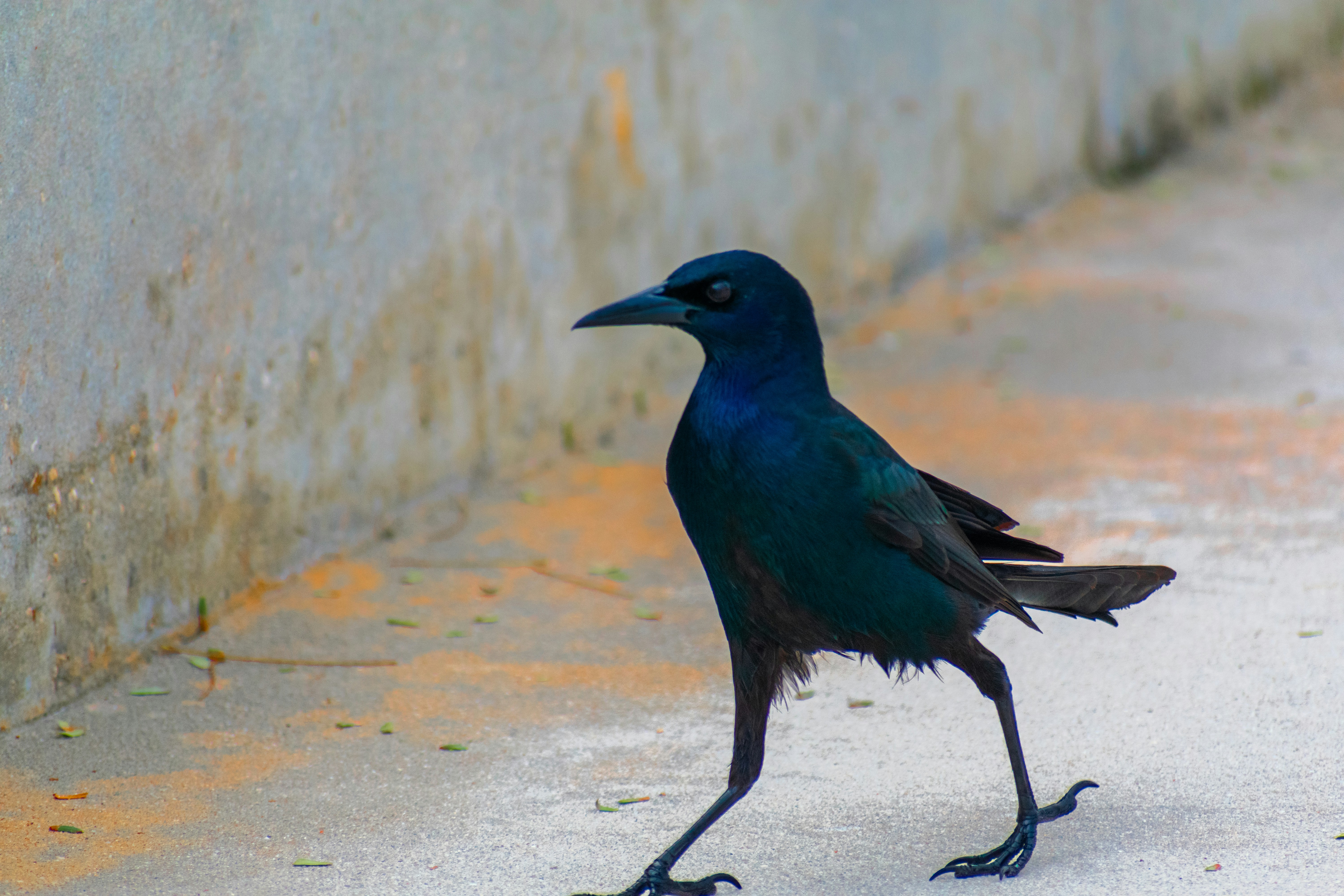 Photo by probablyrobin