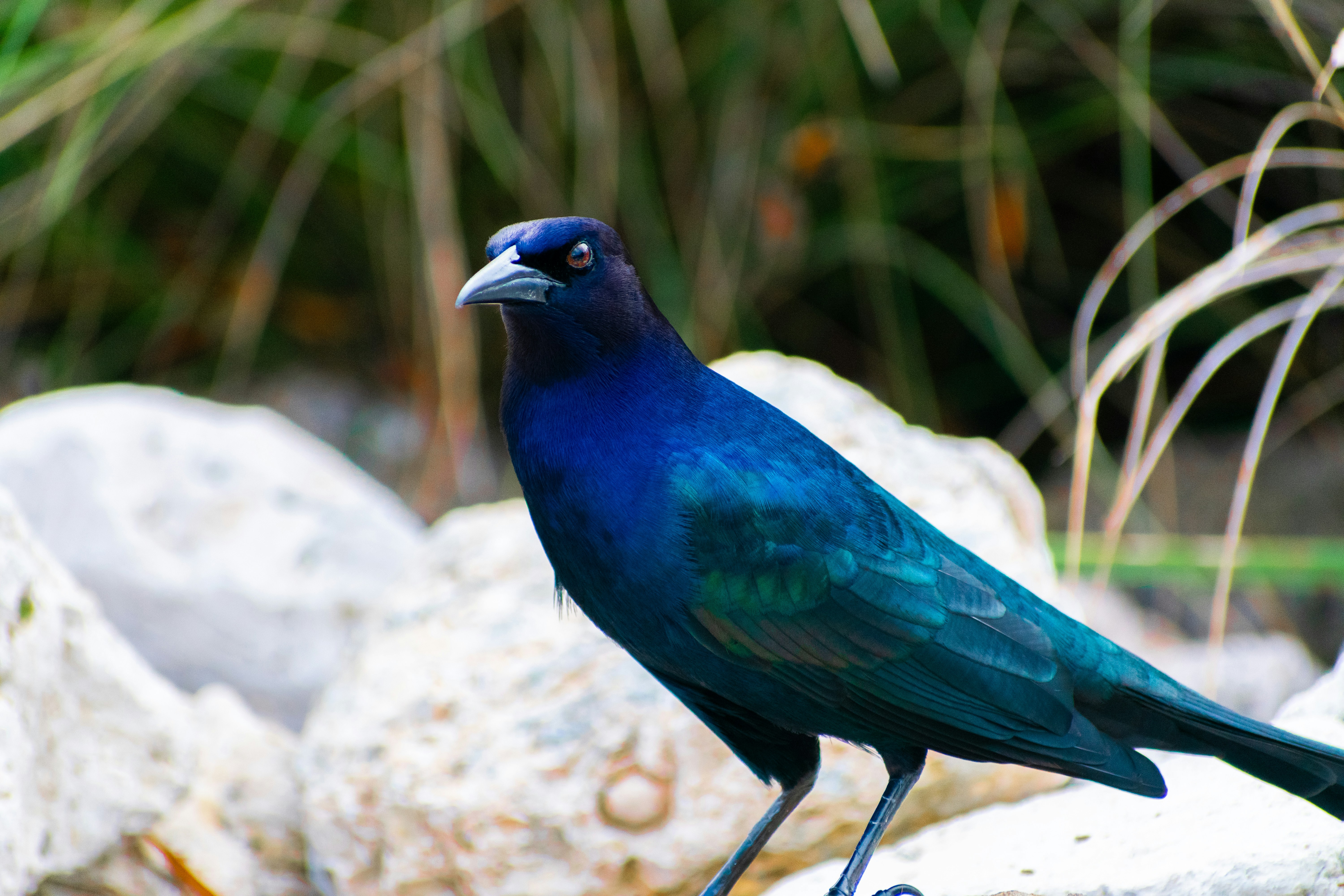 Photo by probablyrobin