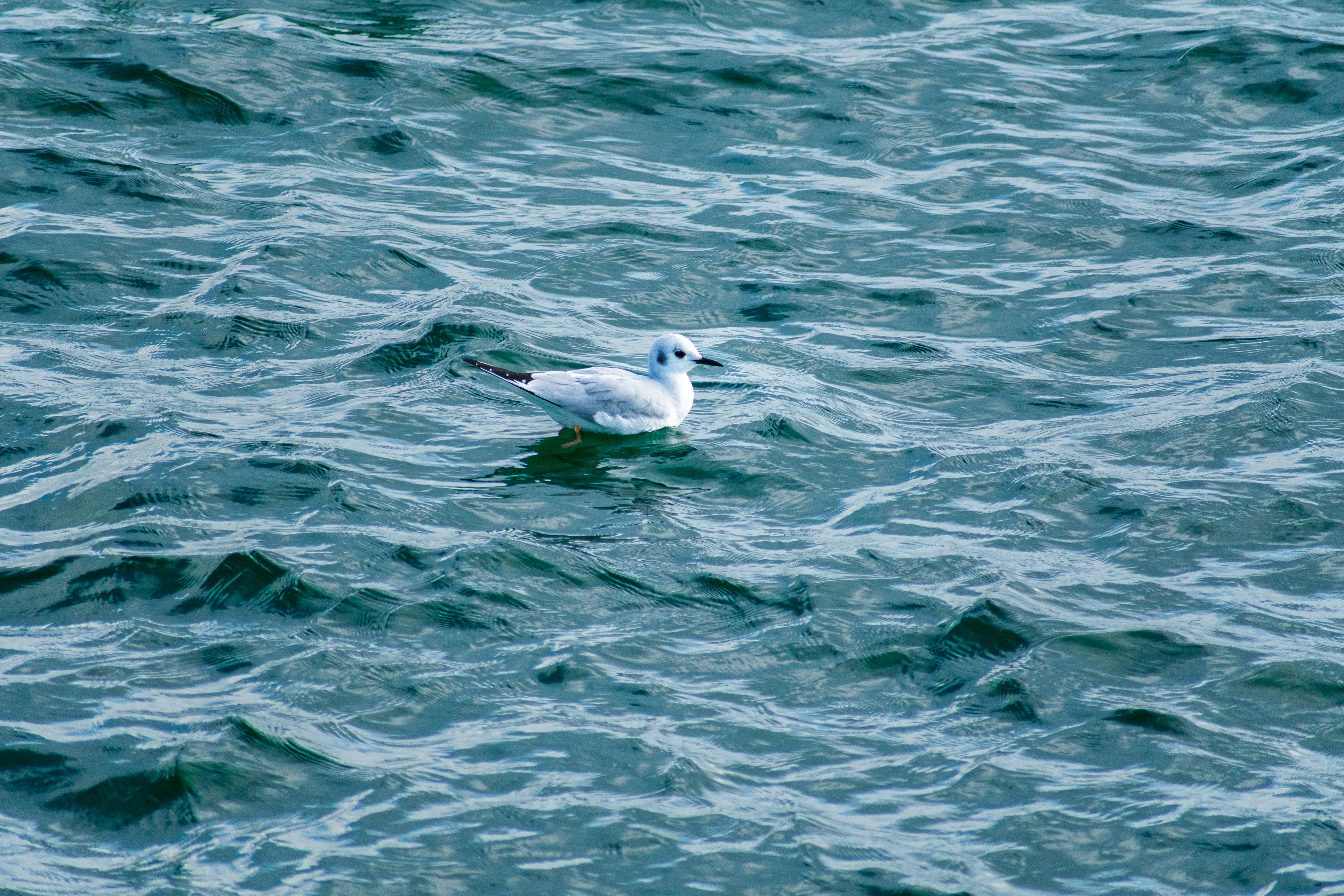 Photo by probablyrobin