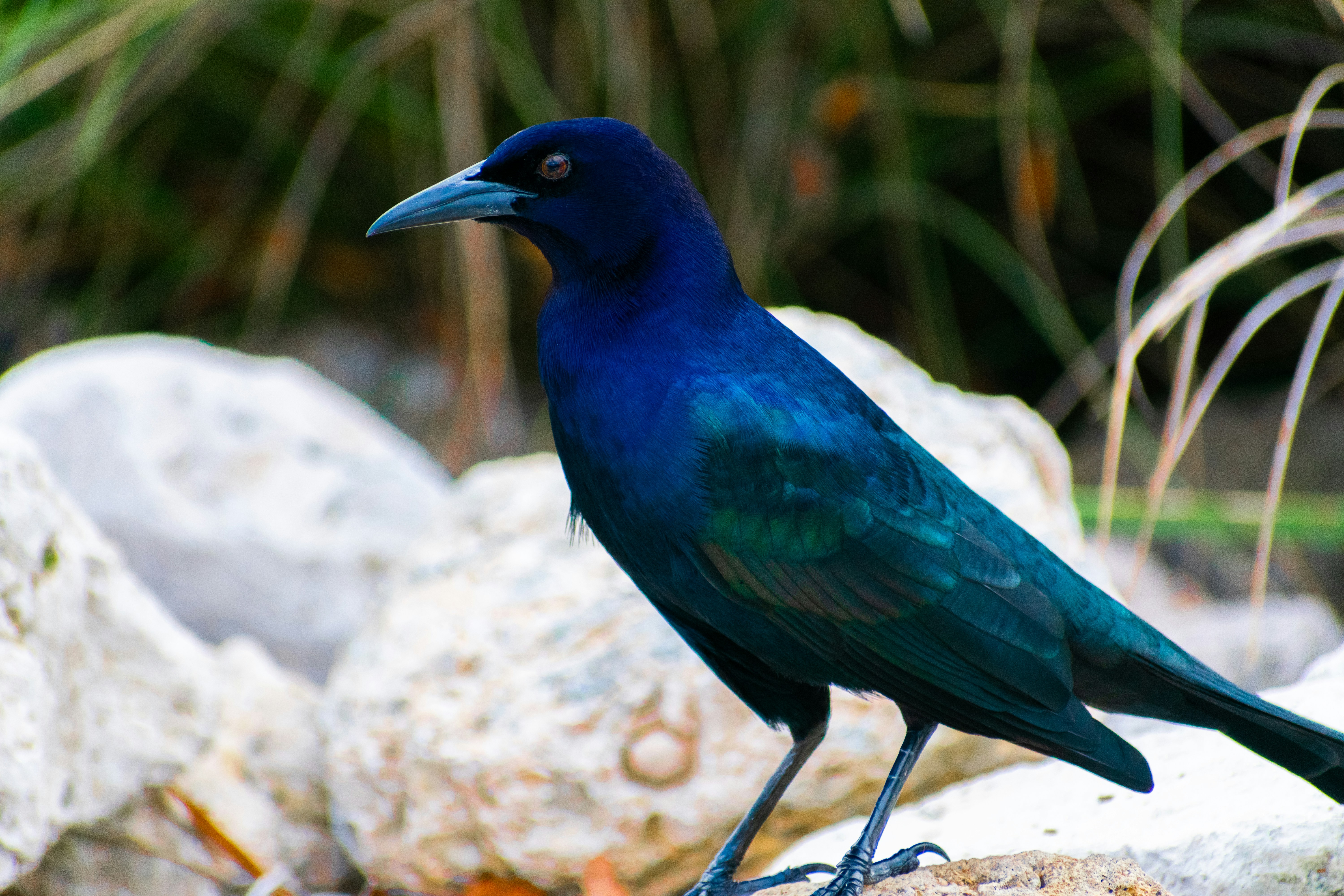 Photo by probablyrobin