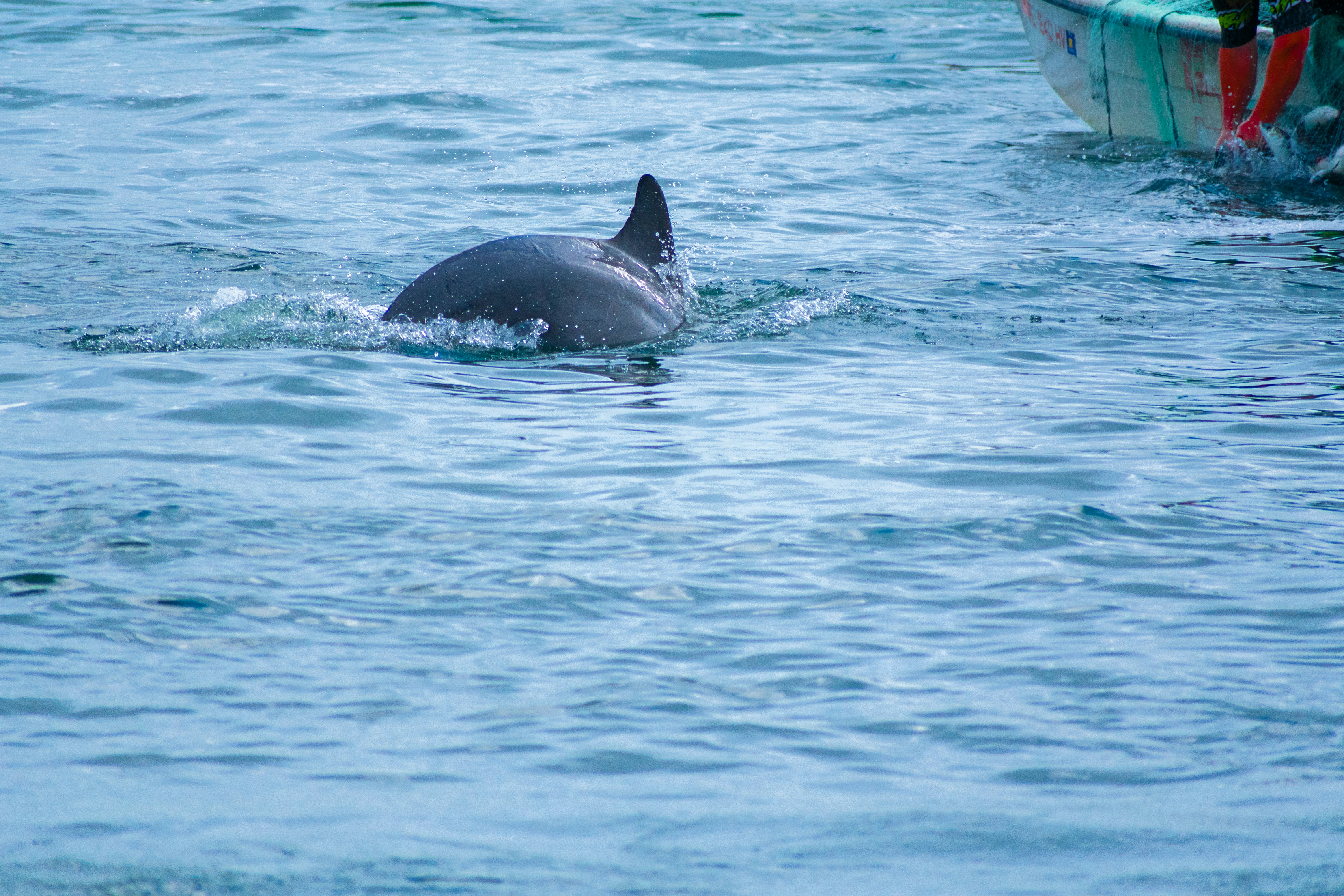 Rétablissement des dauphins à bosse de l'Atlantique : succès au Sénégal !