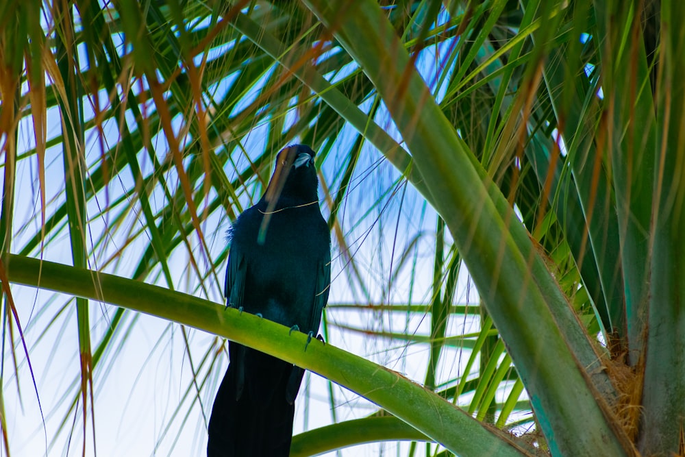 un uccello appollaiato su un ramo di palma
