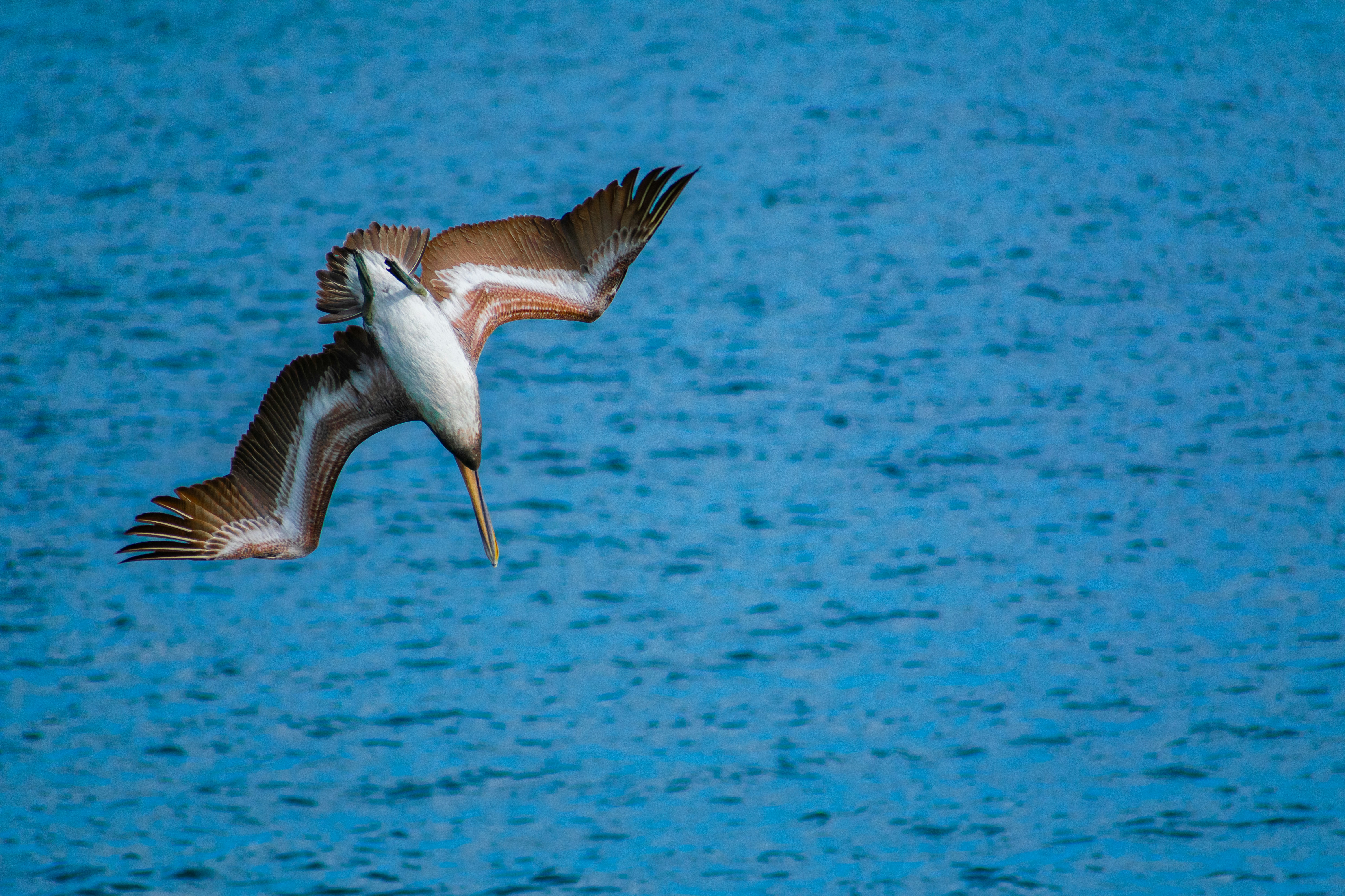 Photo by probablyrobin