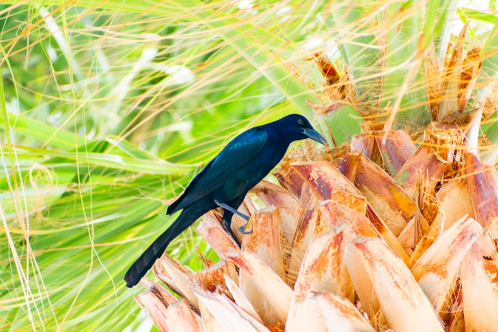 un uccello blu seduto in cima a una pianta