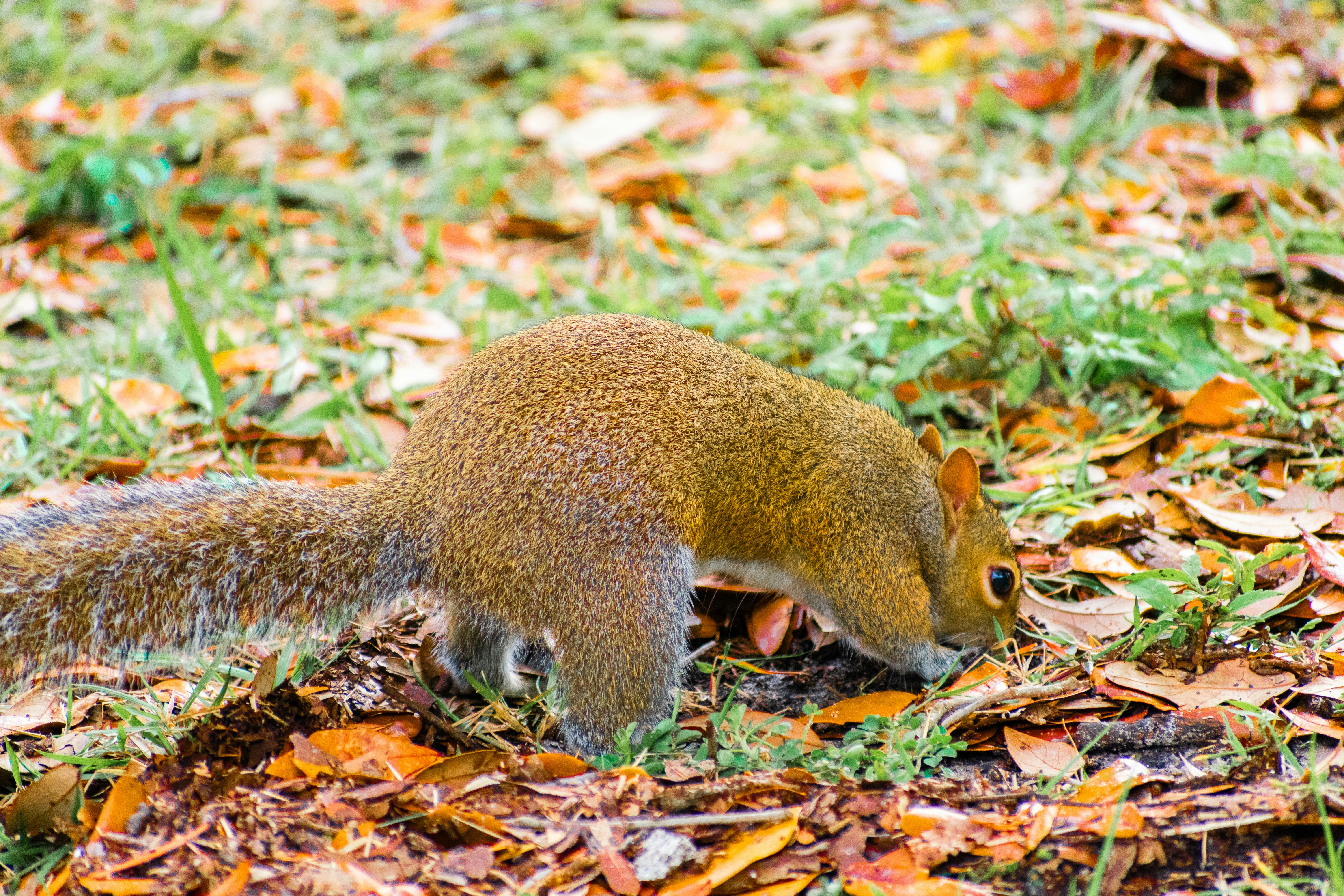 A squirrel is walking through the leaves on the ground
