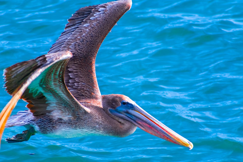 a pelican flying over a body of water