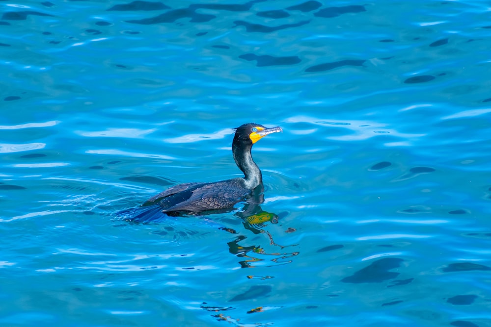 a bird is swimming in the blue water