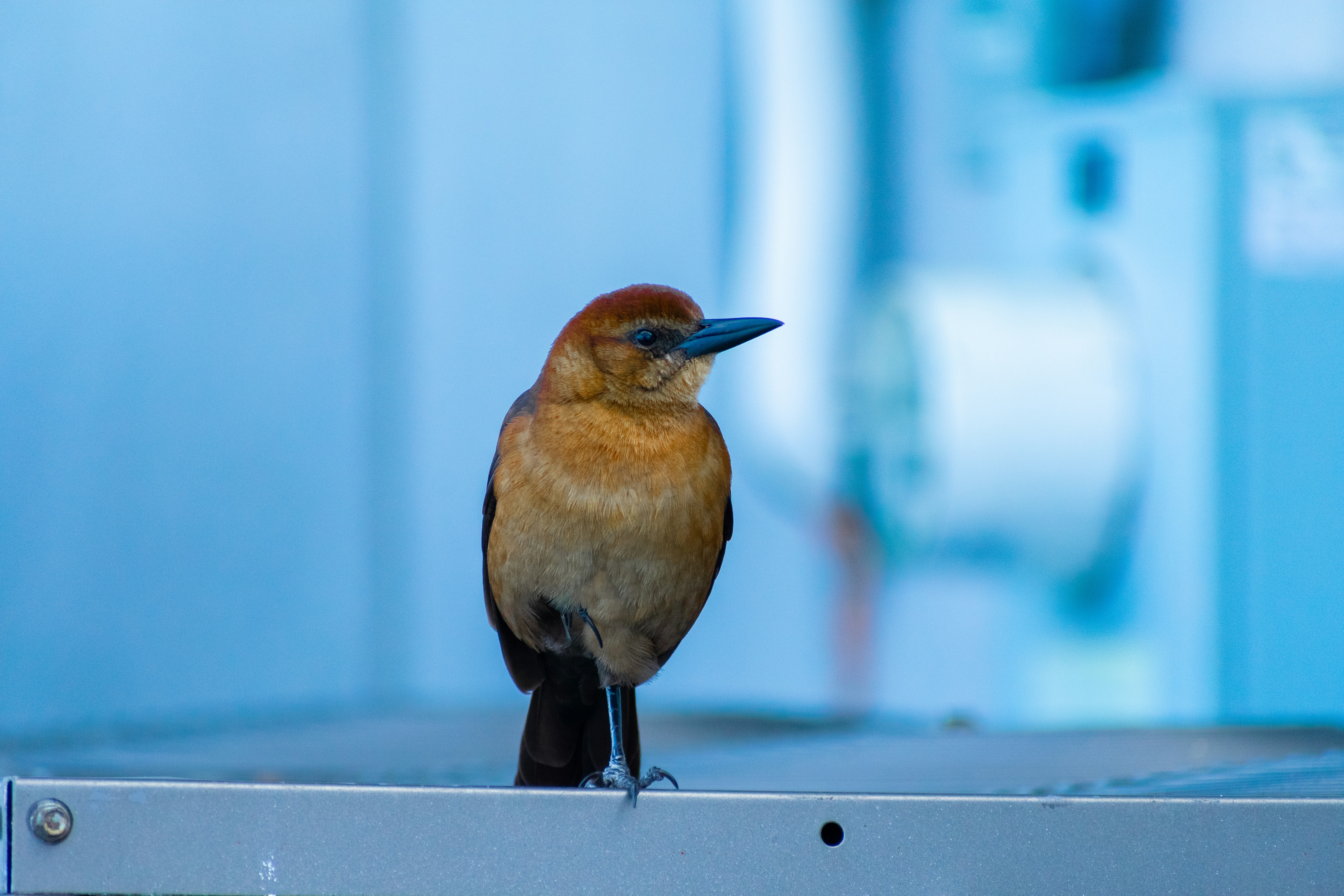 Photo by probablyrobin