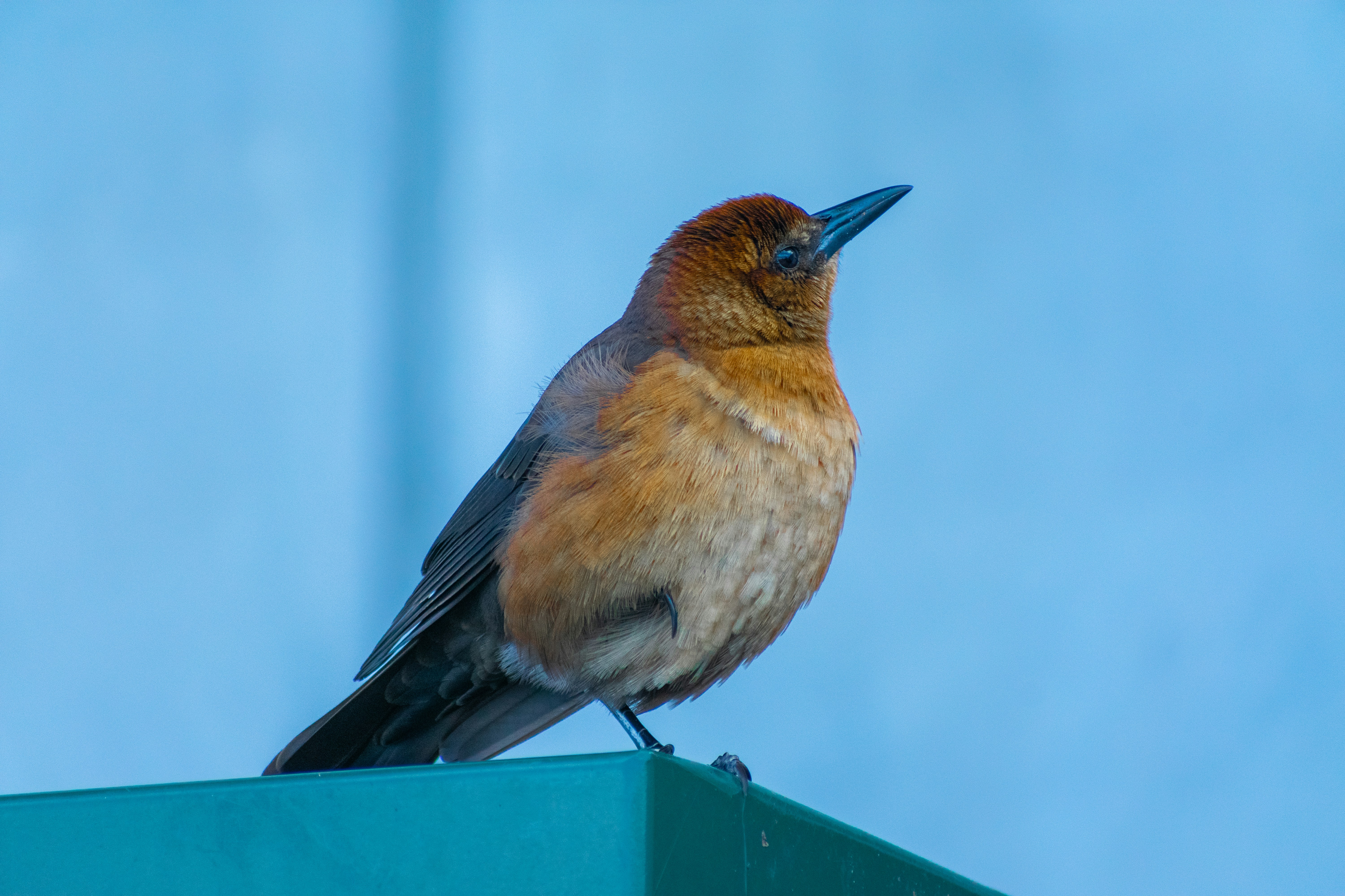 Photo by probablyrobin