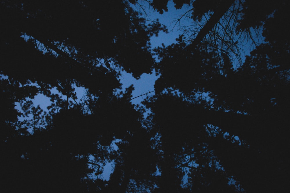 looking up at the tops of trees at night