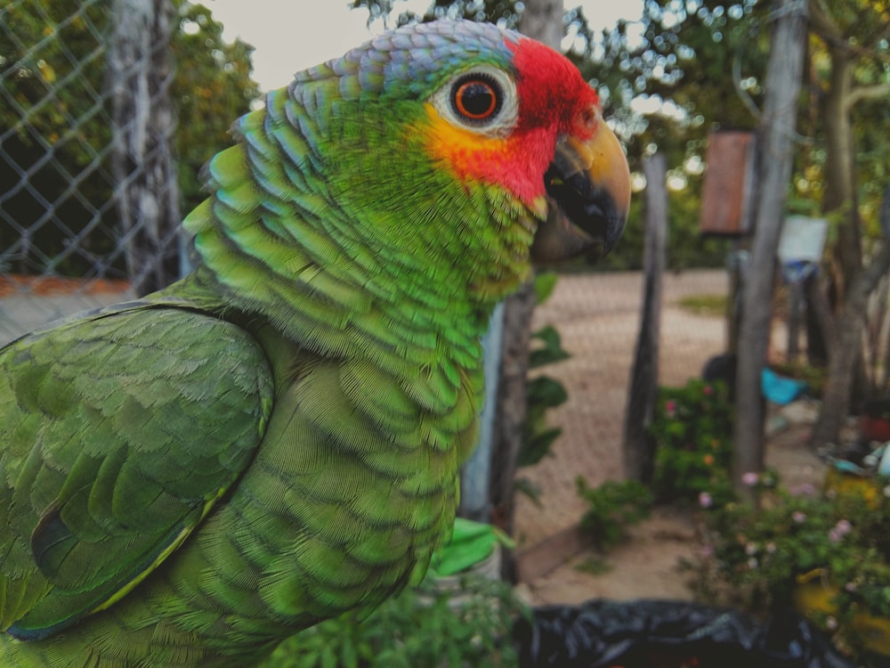 a green and red parrot sitting on top of a tree