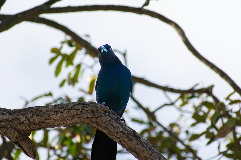 un uccello blu seduto in cima a un ramo d'albero