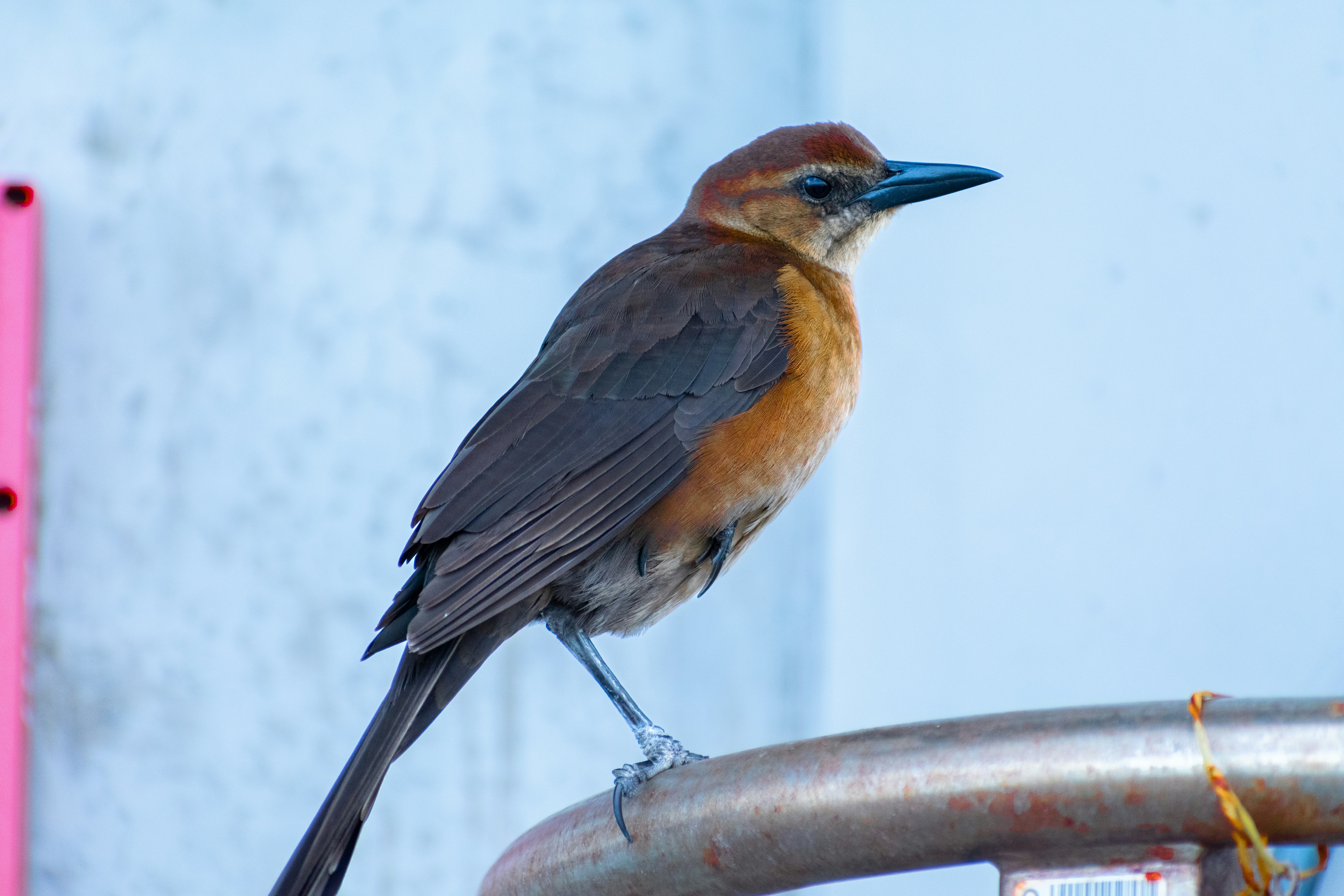 Photo by probablyrobin