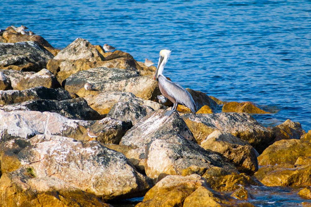 Un pájaro está sentado en unas rocas junto al agua