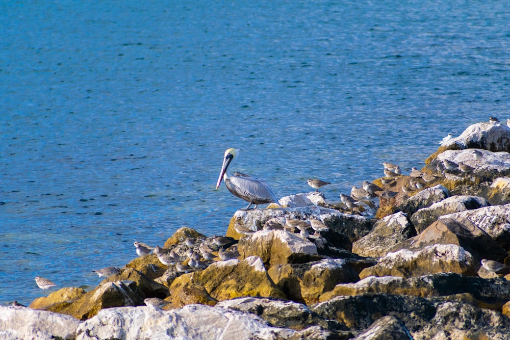 un grupo de pájaros sentados en rocas cerca del agua