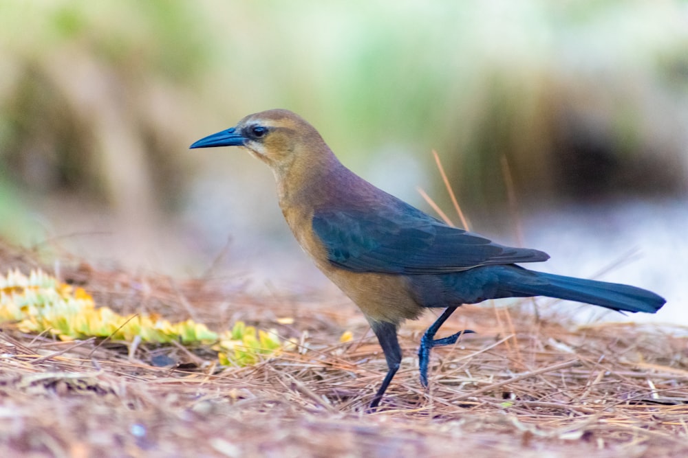 a brown and blue bird standing on the ground