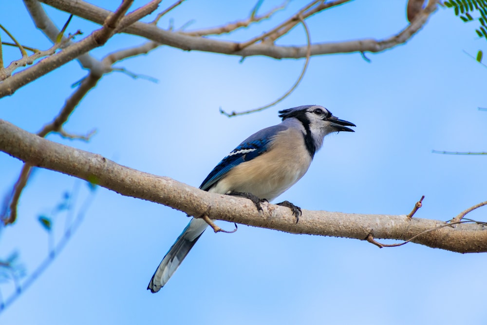 a bird sitting on top of a tree branch