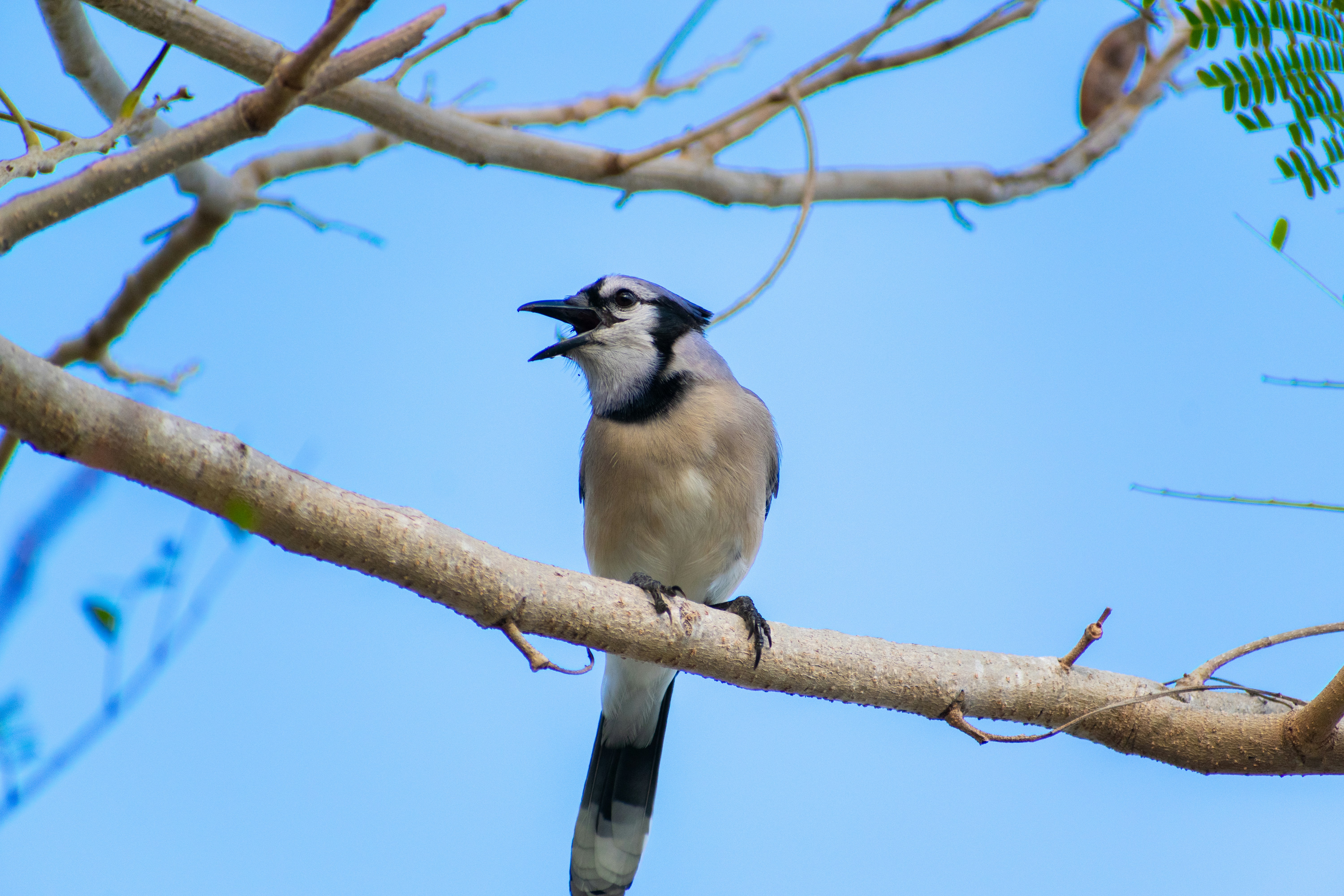 Photo by probablyrobin