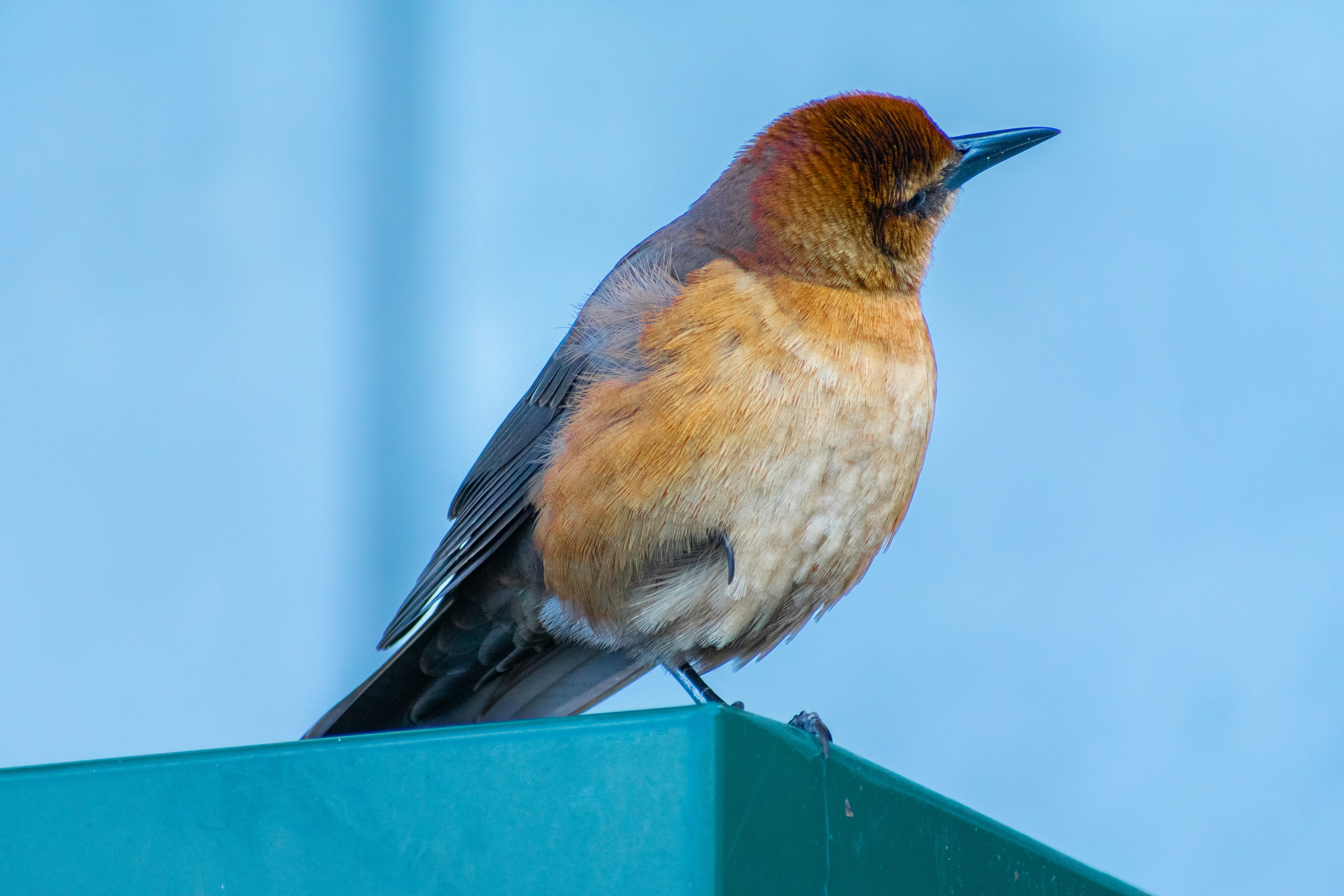 Photo by probablyrobin