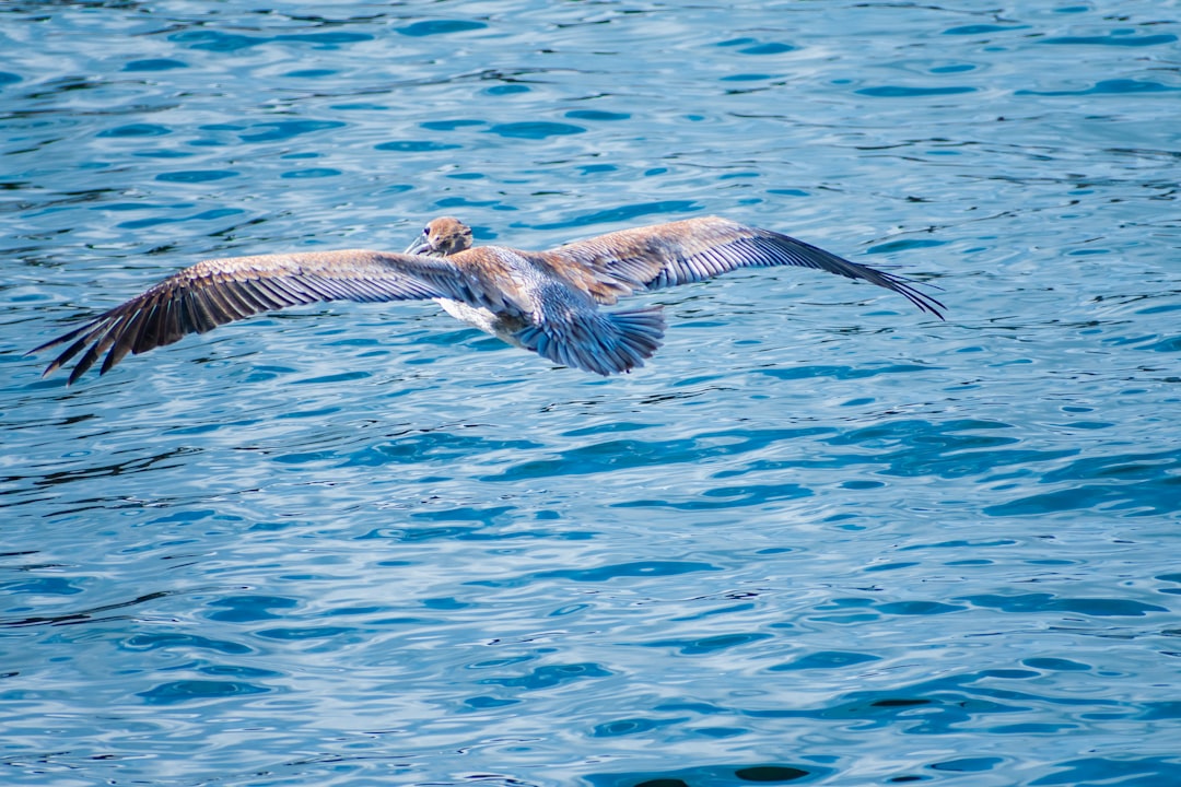 a bird flying over a body of water,
