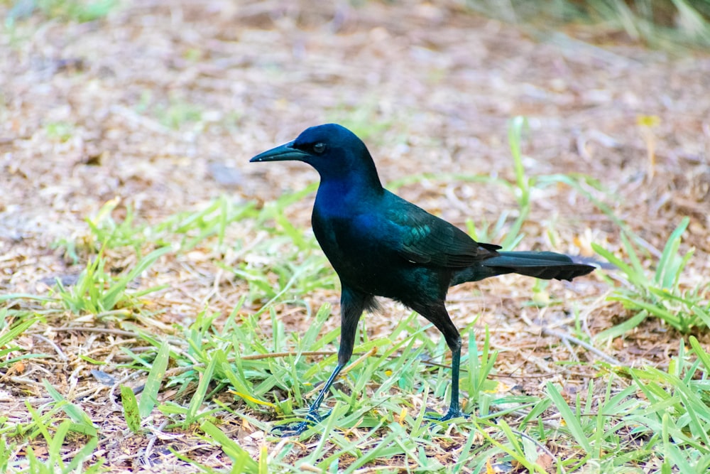 un uccello nero in piedi in cima a un campo coperto d'erba