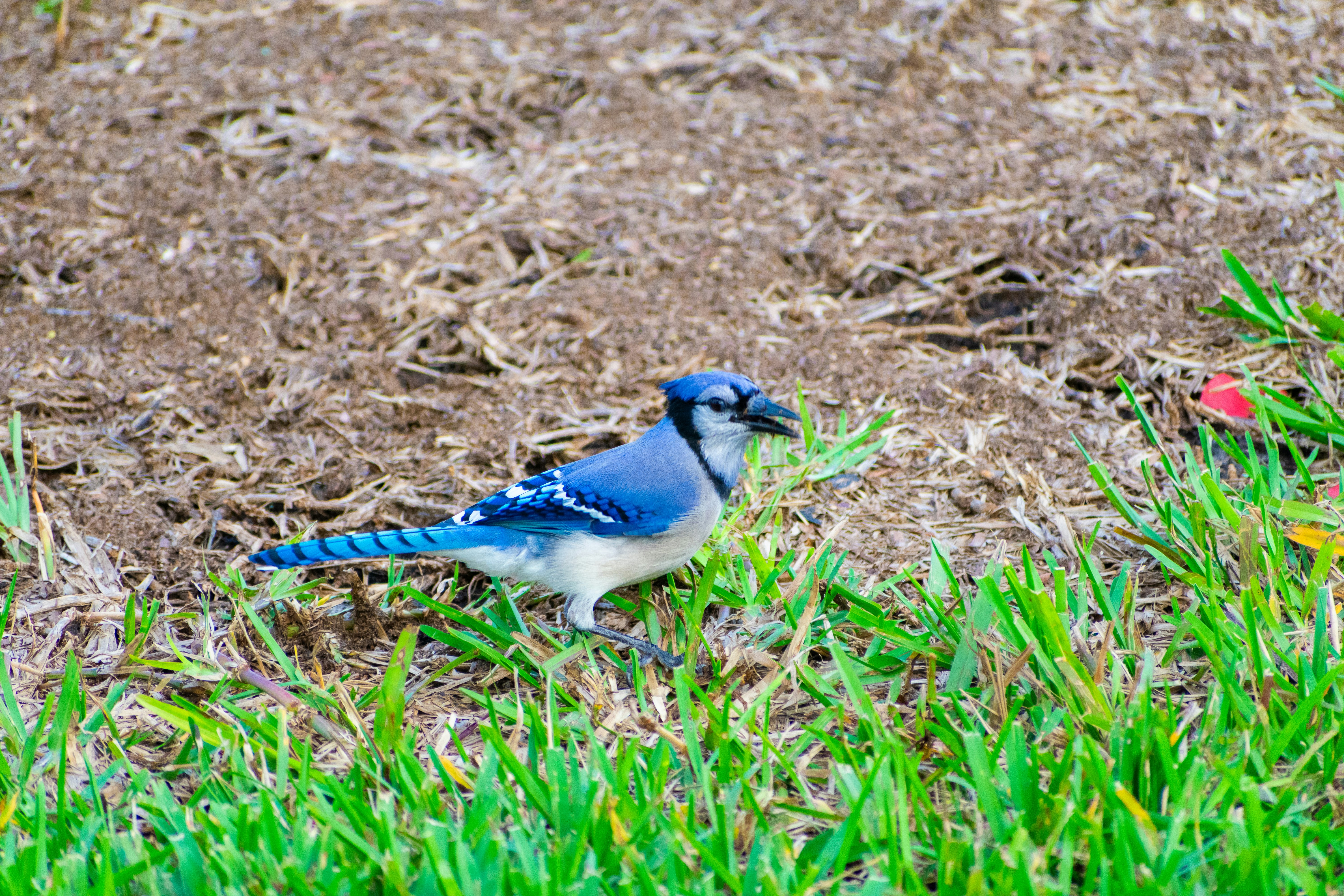 a blue jay is standing in the grass