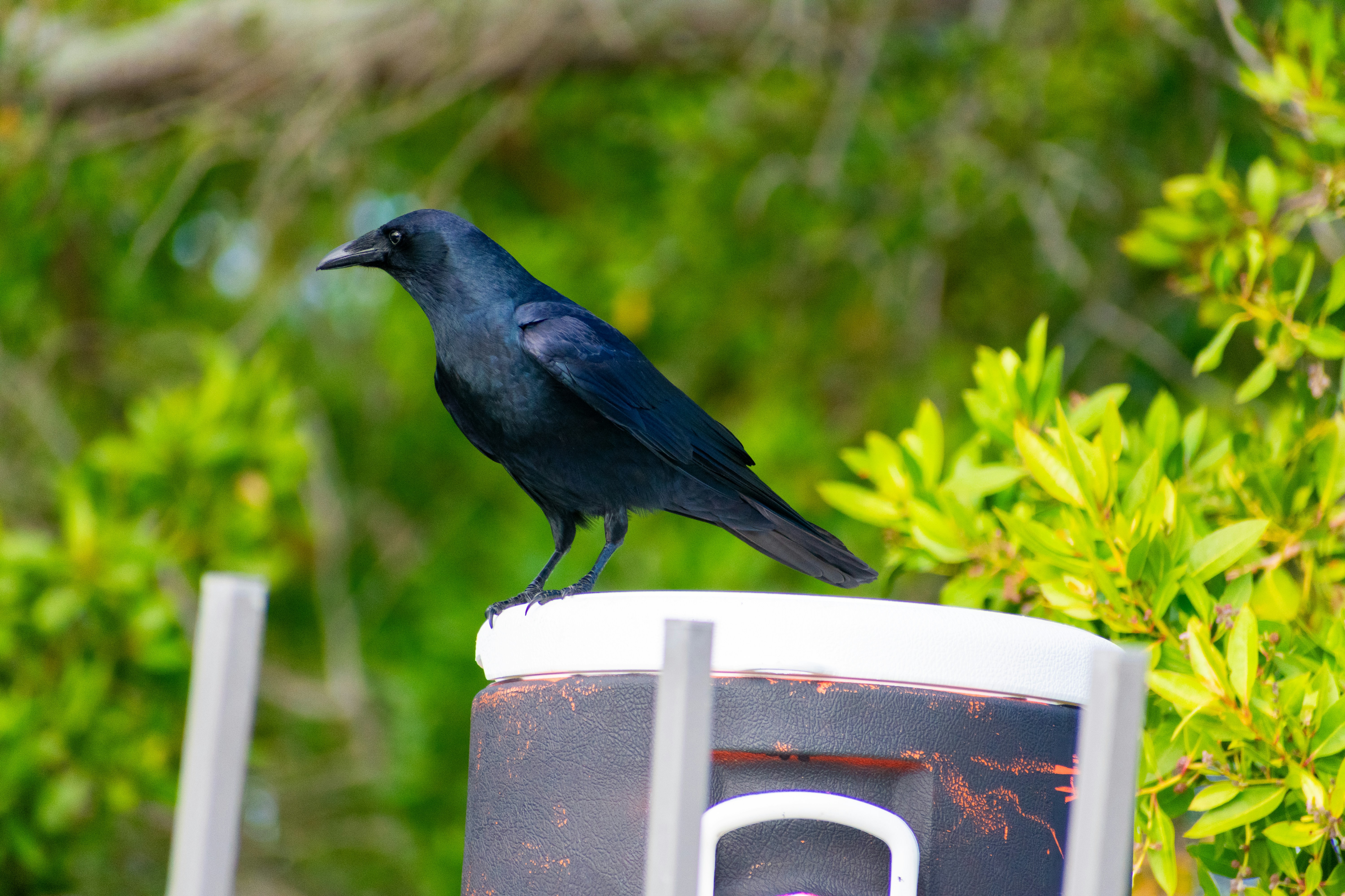 Photo by probablyrobin