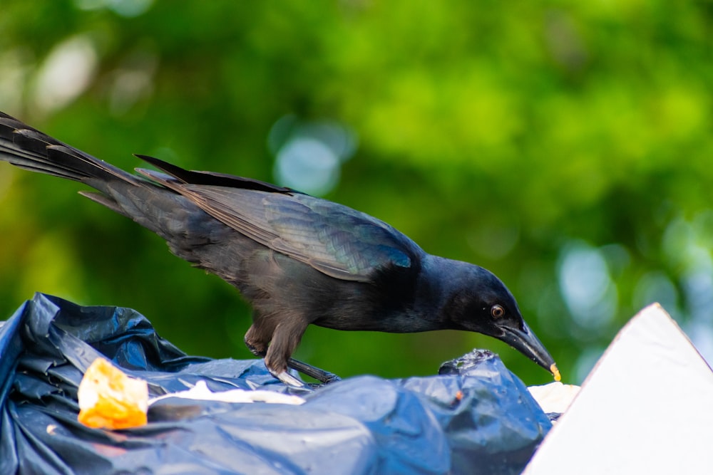un uccello nero in piedi sopra un bidone della spazzatura