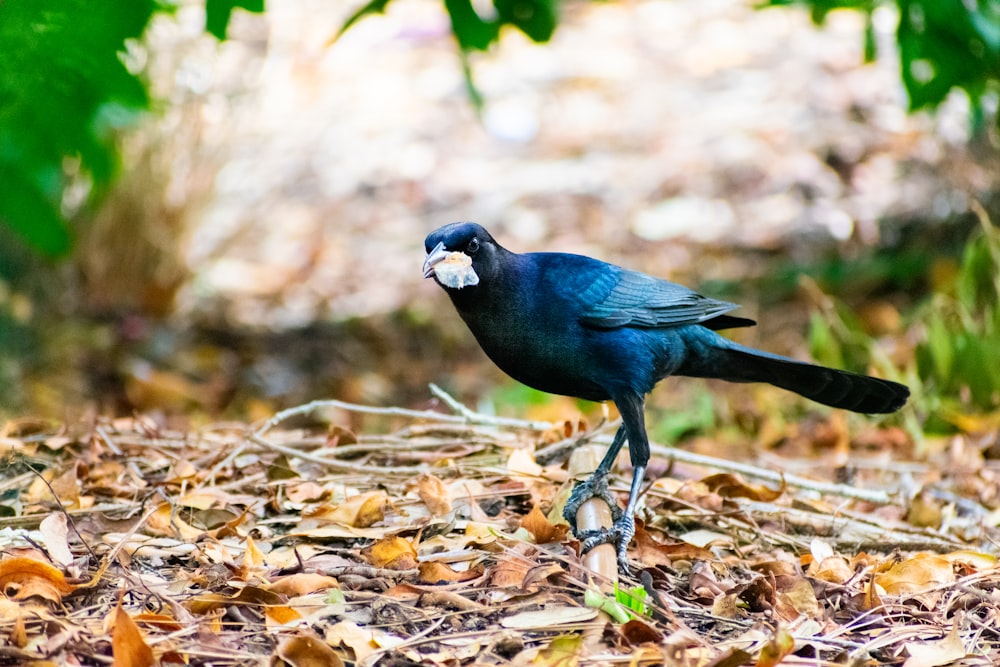 a blue bird standing on top of a pile of leaves
