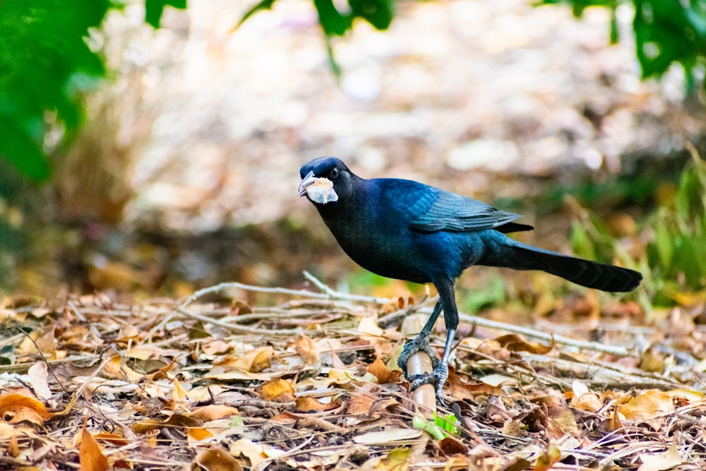 un uccello blu in piedi sopra un mucchio di foglie