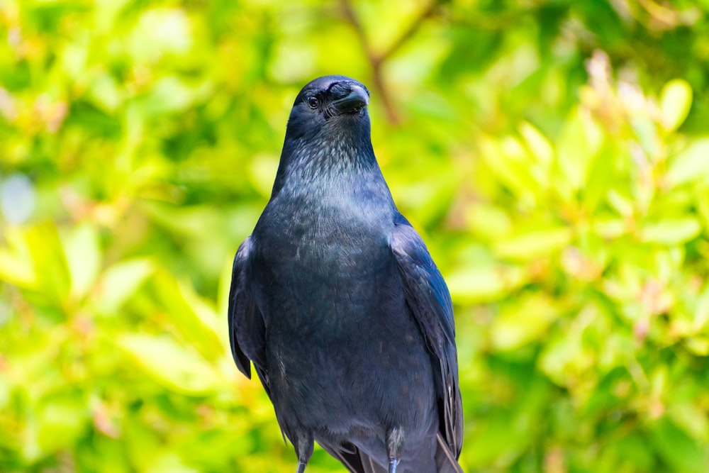 a black bird sitting on top of a tree branch