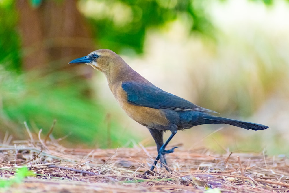 a blue and brown bird standing on the ground