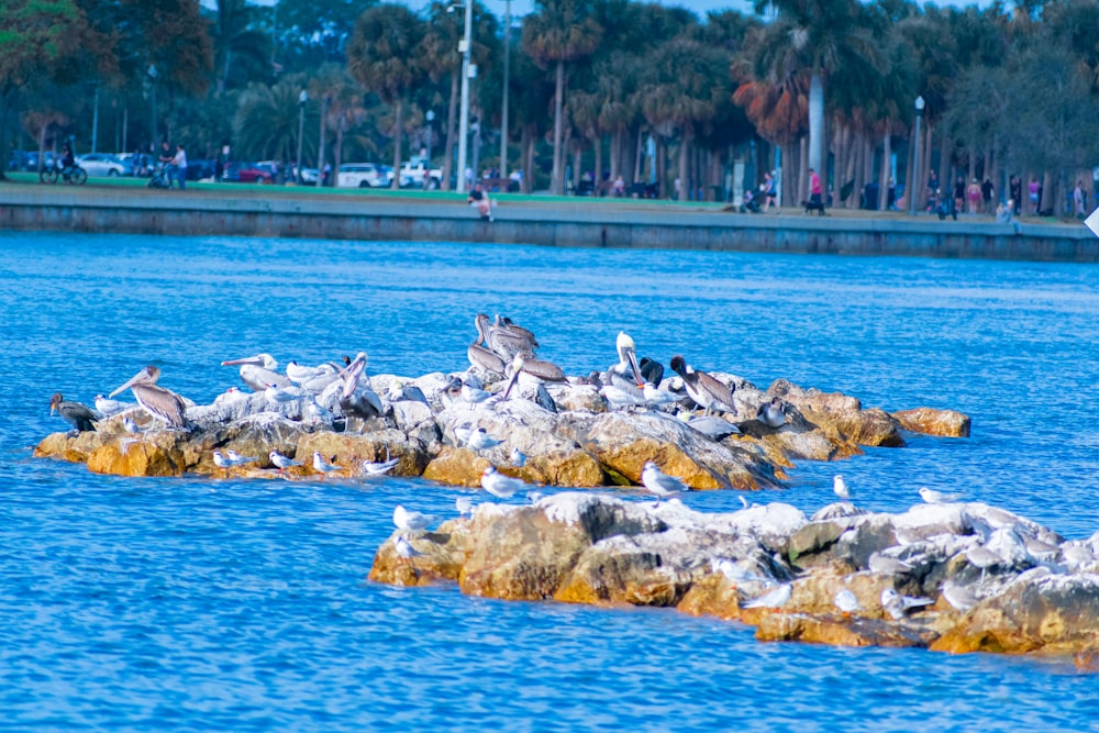 una bandada de pájaros sentados en lo alto de las rocas en el agua