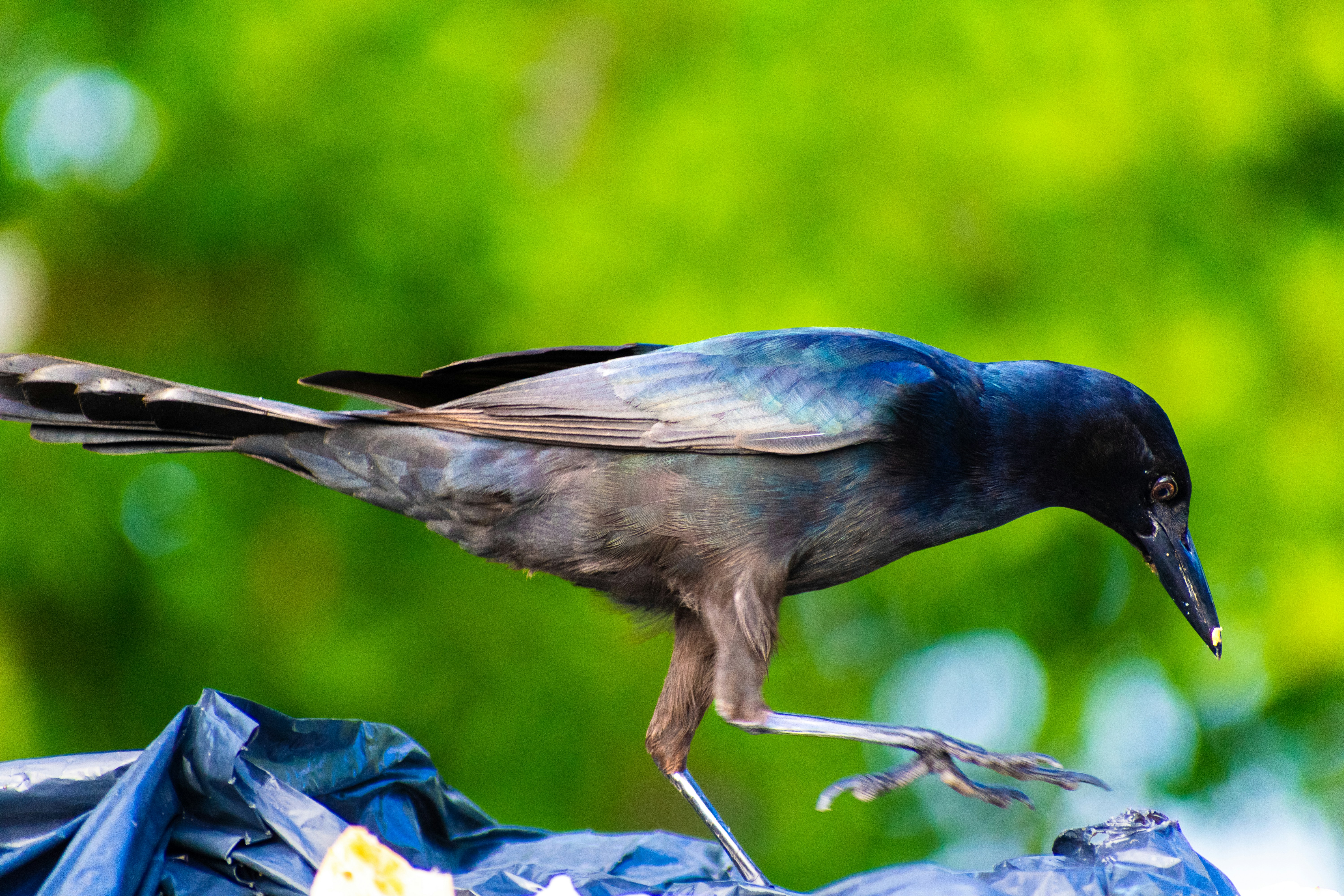 Photo by probablyrobin