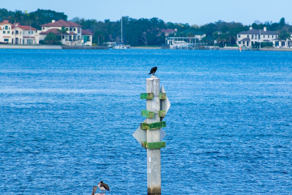 a bird is sitting on a pole in the water