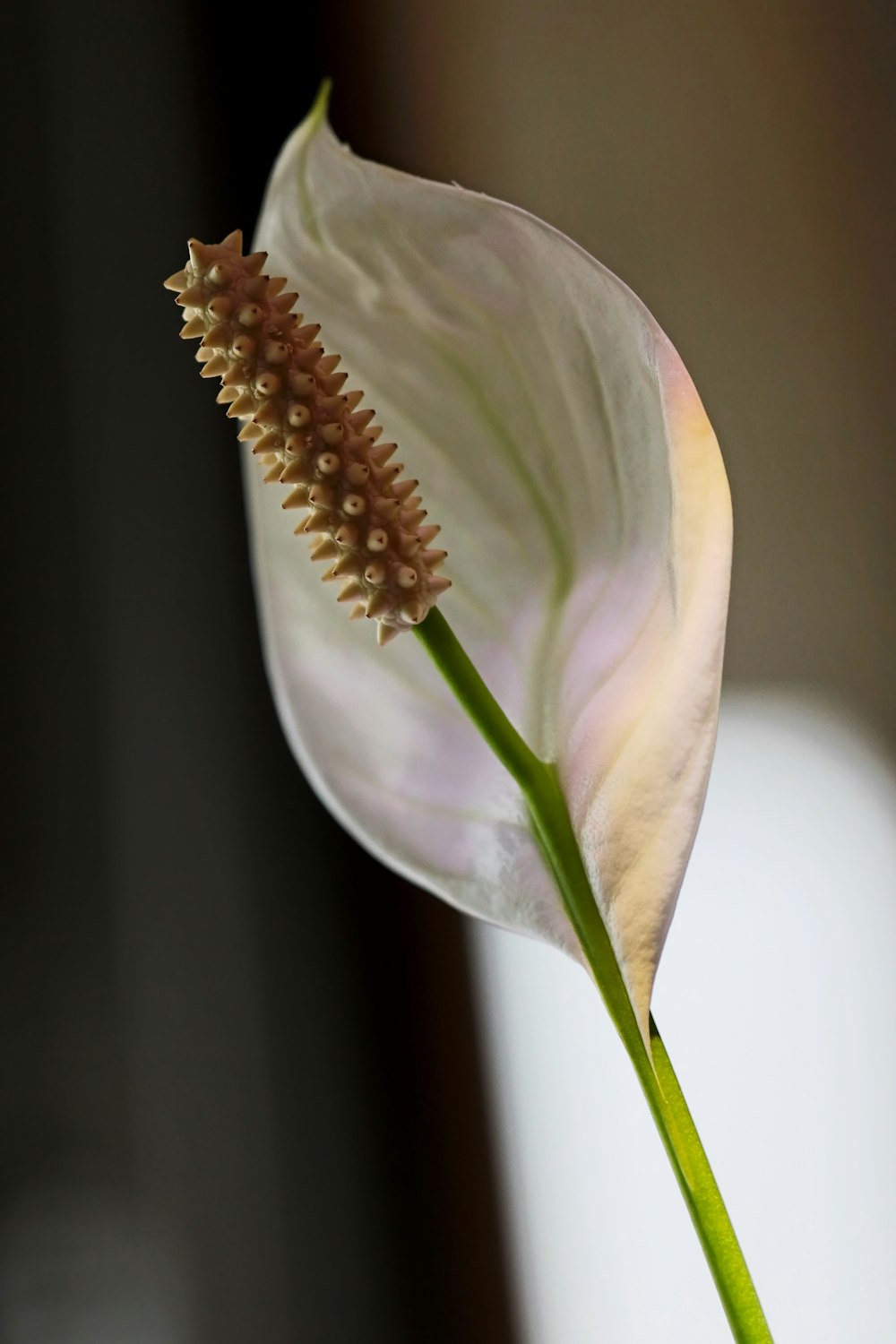 a close up of a flower with a blurry background