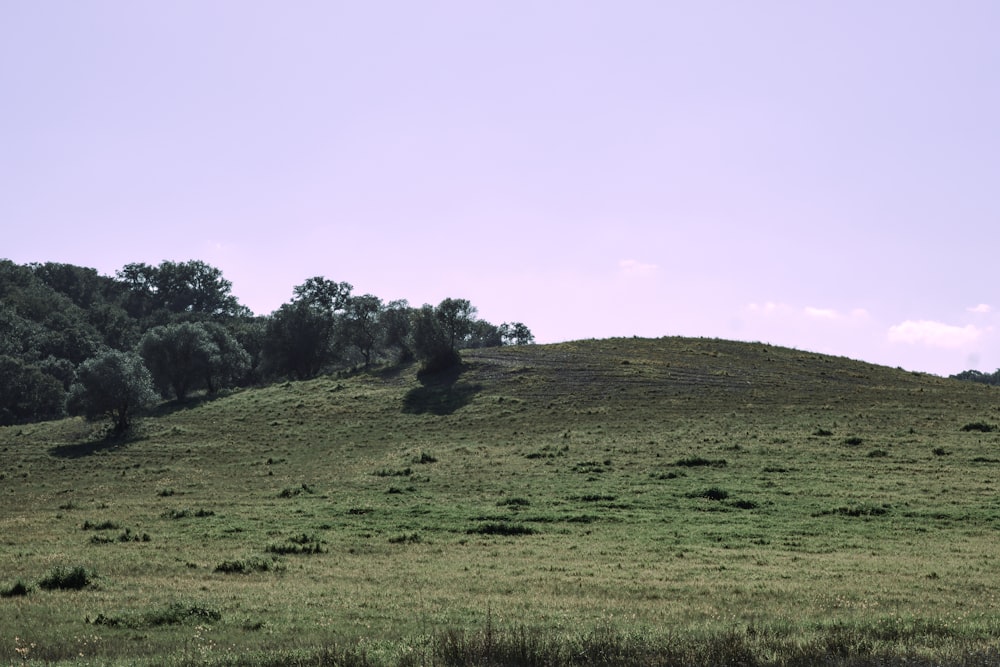 a grassy hill with trees on top of it