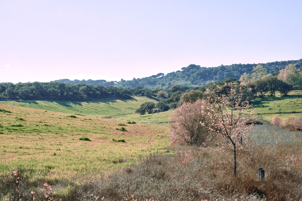 a field with a tree in the middle of it