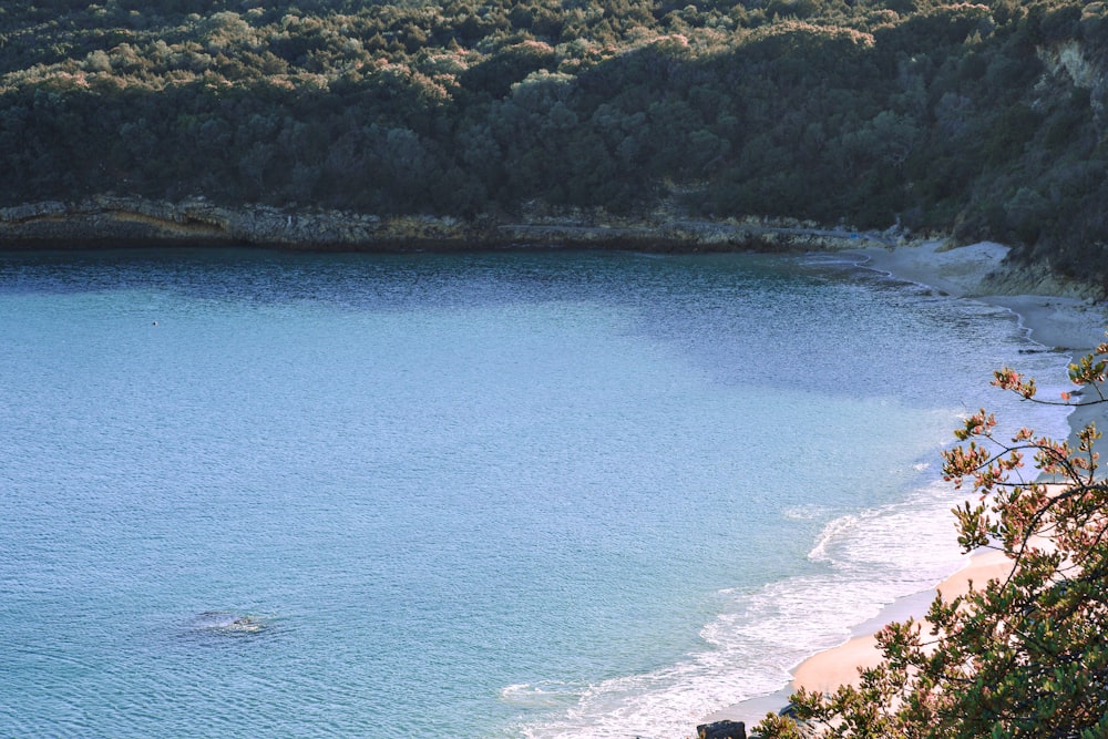 a body of water surrounded by a forest