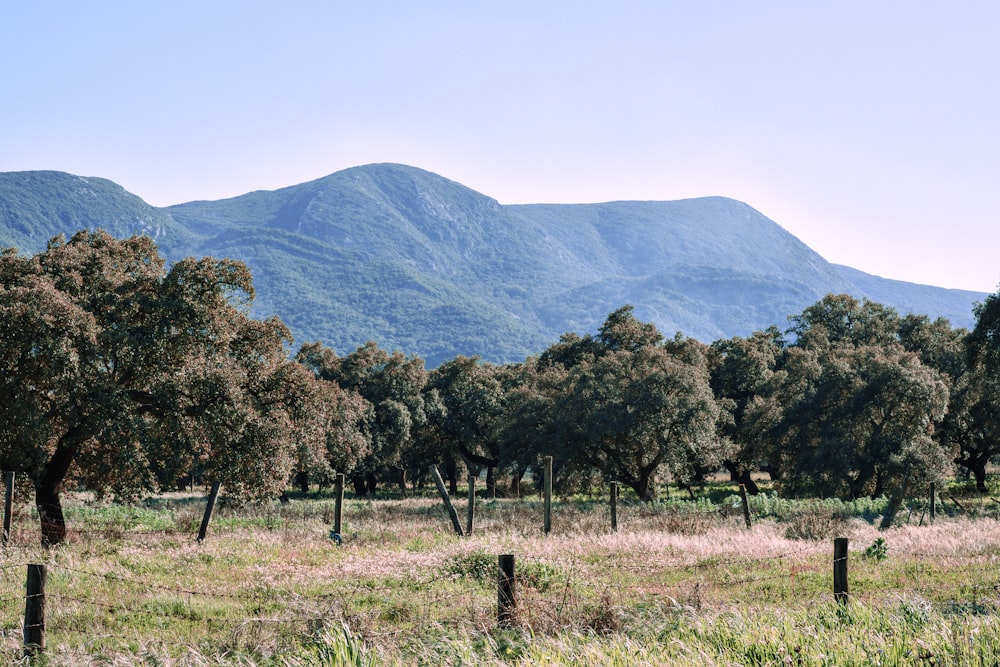 a field with trees and mountains in the background