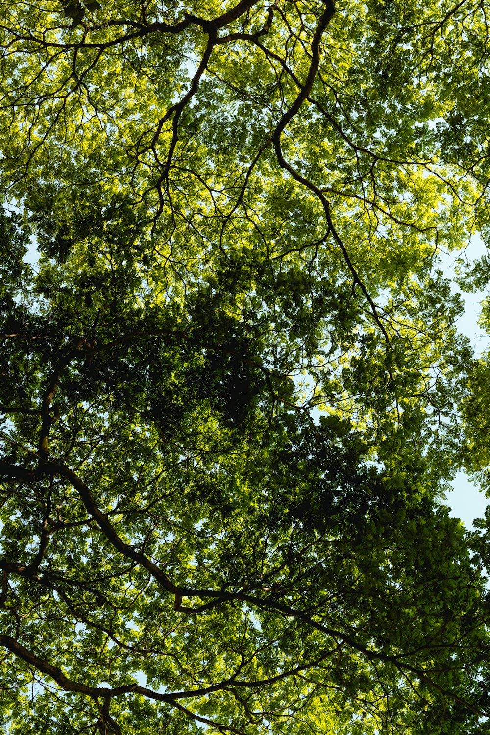 looking up into the canopy of a tree