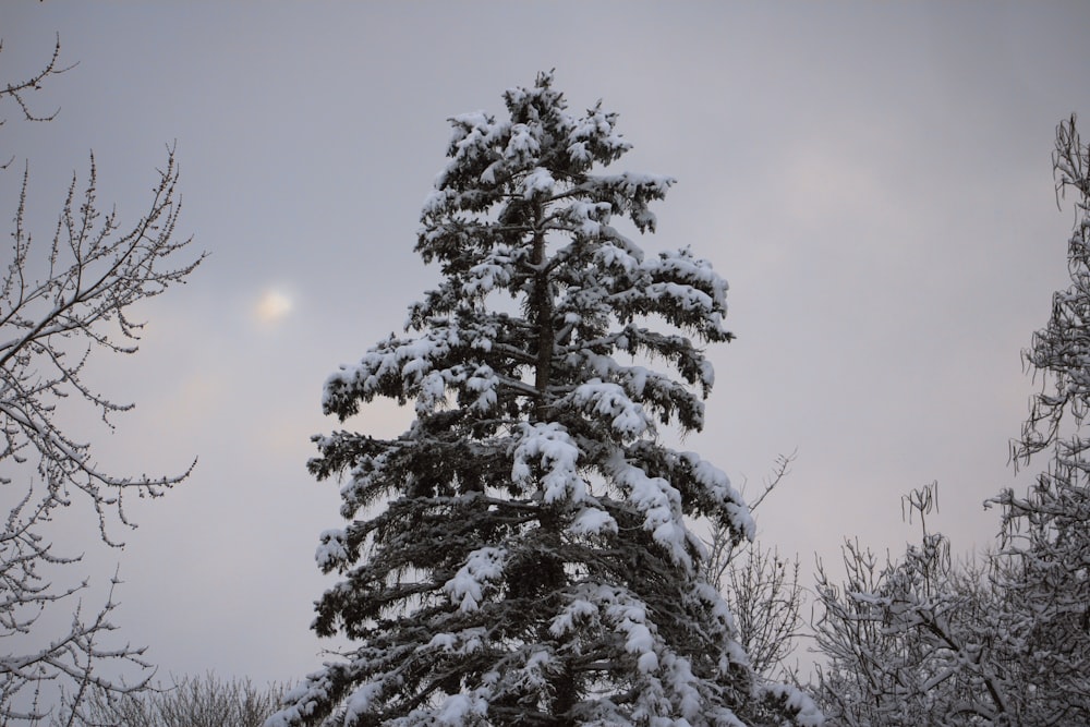 a snow covered pine tree with the moon in the background